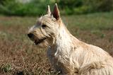 SCOTTISH TERRIER 236